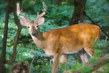 buck