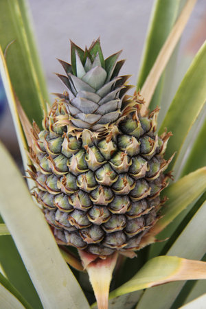 pineappleの写真素材
