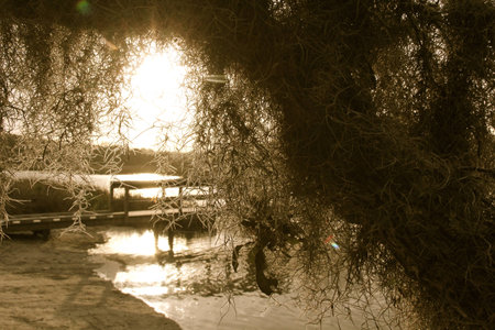 mossy oakの写真素材