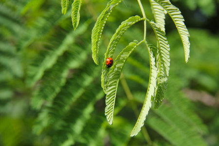 lady bugの写真素材