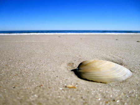 seashellの写真素材