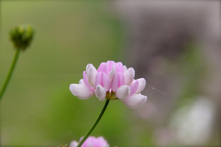 flowerの写真素材