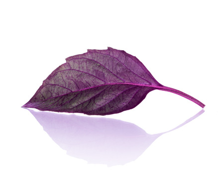 purple basil leaf with reflection on isolated white backgroundの写真素材