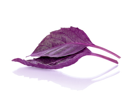 two sheets of purple basil isolated with reflection on white backgroundの写真素材