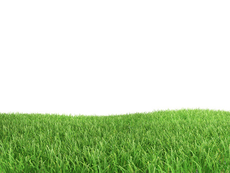 Green grass isolated on white background