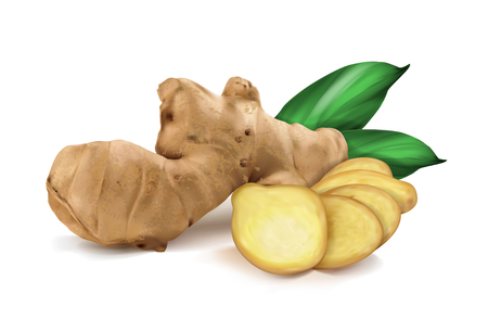 ginger roots on white backgroundのイラスト素材