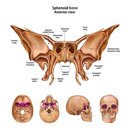 Sphenoid bone.  With the name and description of all sites.
