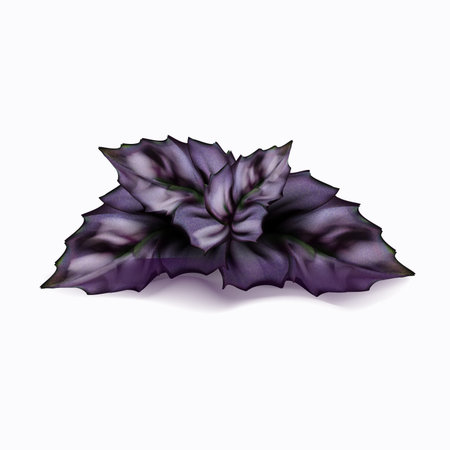 O Vector illustration of a sprig of purple basil on a white backgroundのイラスト素材