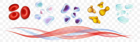 Leukocytes, erythrocytes, platelets, plasma. Set blood cells. Vector ilustration isolated on a white transparent background.のイラスト素材