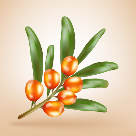 Sea buckthorn berries branch with leaves isolated on light background. Vector illustrationのイラスト素材