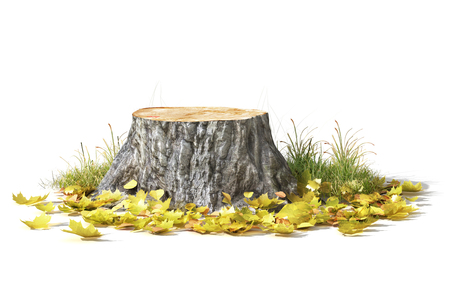 Stump with leaves isolated on a white. 3d illustrationの写真素材
