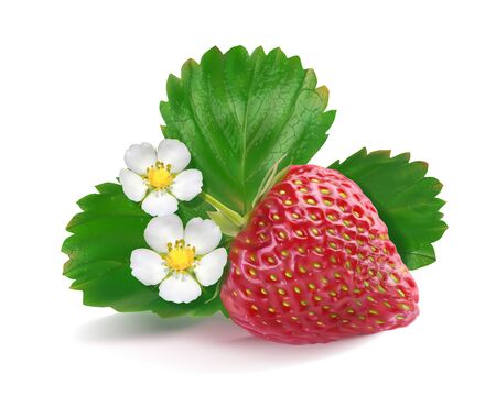 Strawberries with green leaves and flower. Vector realistic illustration on white background.のイラスト素材