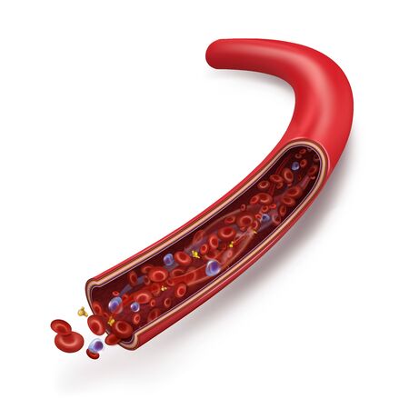 Normal blood flow in the vein. Blood cells (white blood cells, red blood cells, platelets in plasma) circulate inside the vein. Human anatomy. Vector 3d illustration isolated on white background.のイラスト素材