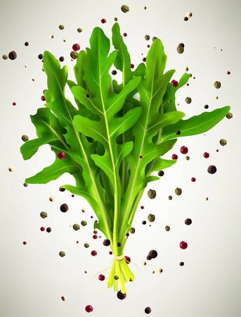 Green fresh rucola leaves and spices isolated vector illustrationのイラスト素材