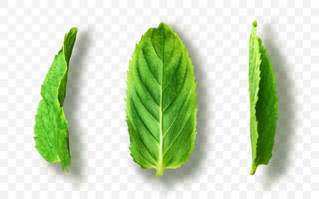 Vector fresh mint leaves on a transparent backgroundのイラスト素材