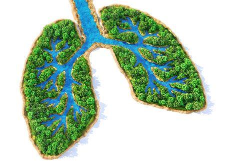 Eco concept. Trees with river in form of human lungs on a white background. 3d illustrationの写真素材