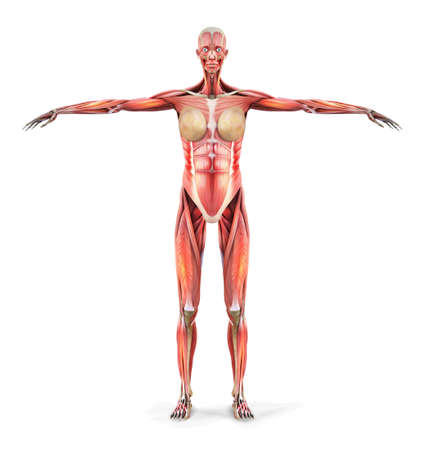 Human anatomy. Body muscles of a woman. Vector illustration.のイラスト素材