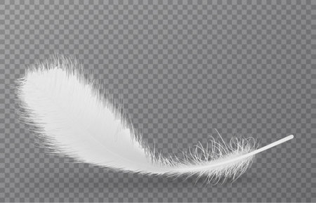 Vector feather isolated on transparent grid background. Design template, clipartのイラスト素材