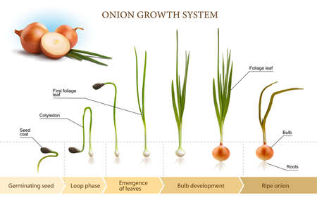 Onion growth infographics. Vector illustration for scientific publications.のイラスト素材