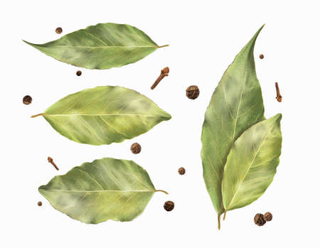 Set bay leaf and black pepper. Vector illustration.のイラスト素材