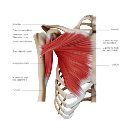 Anatomy and structure of the pectoral muscles of the trunk on a white background. Vector 3D illustrationのイラスト素材