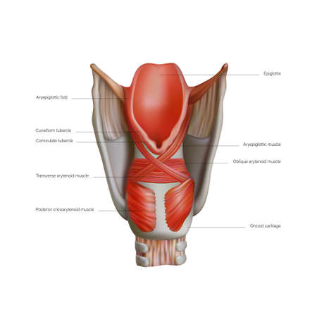 Anatomy and structure of the internal muscles of the human larynx. Vector 3D illustrationのイラスト素材