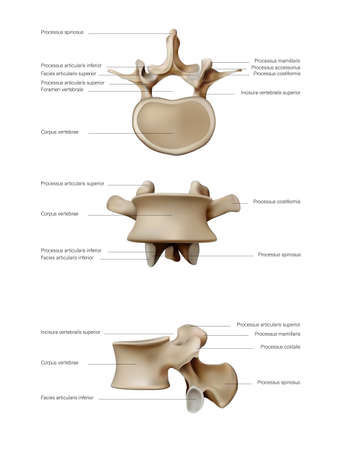 Anatomy and structure of the discs of the human spinal spine. Vector 3D illustrationのイラスト素材
