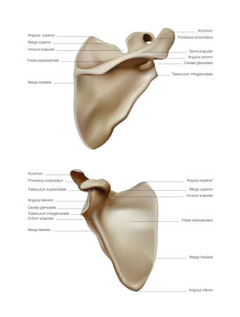 Anatomy and structure of the scapula of the bone of the belt of the upper limbs of a person. Vector 3D illustrationのイラスト素材