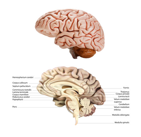 Sectional diagram of the right lobe of the human brain on a white background. Vector 3D illustration