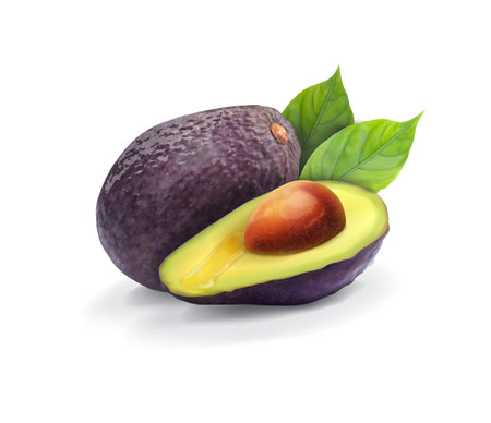 Beautiful composition of avocado with green leaves. Vector illustration.のイラスト素材