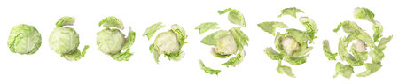 Cabbage becomes smaller on a white isolated backgroundの写真素材