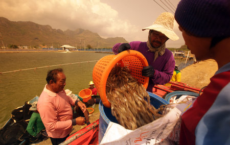 A shrimp farming in the countryside of Khao Sam Roi Yot National Park on the Gulf of Thailand in the south west of Thailand in South East Asiaのeditorial素材
