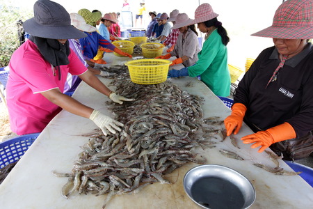 A shrimp farming in the countryside of Khao Sam Roi Yot National Park on the Gulf of Thailand in the south west of Thailand in South East Asiaのeditorial素材