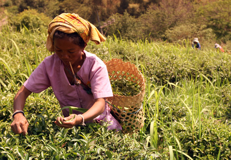 Tea pickers harvest tea leaves in a tea plantation in the mountain village Mae Salong in the hilly landscape north of Chiang Rai in Chiang Rai province in the north of Thailand in South East Asiaのeditorial素材