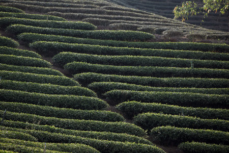 The landscape of tea plantations in the mountain village Mae Salong in the hilly landscape north of...
