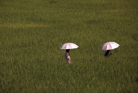 The landscape with a rice field at dof Chiang Dao north of Chiang Mai in northern Thailandのeditorial素材