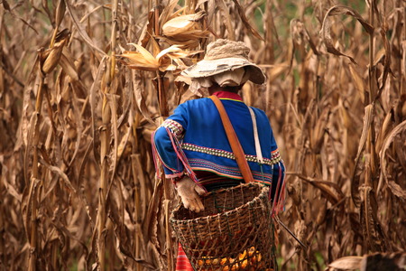 Traditionally dressed woman from a strain of Dara-Ang at harvest of corn cobs in a corn field when dof Chiang Dao north of Chiang Mai in northern Thailandのeditorial素材