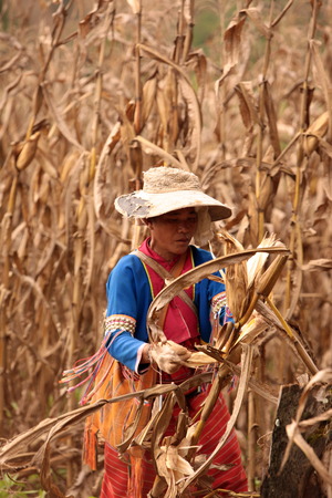 Traditionally dressed woman from a strain of Dara-Ang at harvest of corn cobs in a corn field when dof Chiang Dao north of Chiang Mai in northern Thailandのeditorial素材