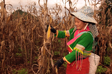 Traditionally dressed woman from a strain of Dara-Ang at harvest of corn cobs in a corn field when dof Chiang Dao north of Chiang Mai in northern Thailandのeditorial素材