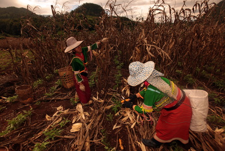 Traditionally dressed woman from a strain of Dara-Ang at harvest of corn cobs in a corn field when dof Chiang Dao north of Chiang Mai in northern Thailandのeditorial素材