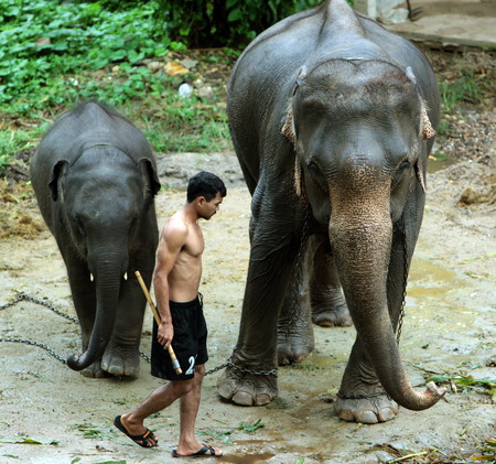 An elephant near Chiang Mai in Northern Thailandのeditorial素材