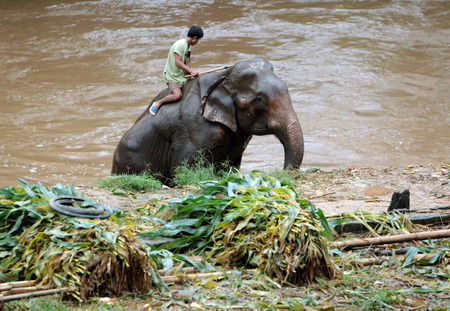An elephant near Chiang Mai in Northern Thailandのeditorial素材