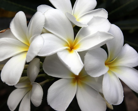 Flowers on the island of Koh Tao in the Gulf of Thailand in the south west of Thailand in South East Asiaの写真素材