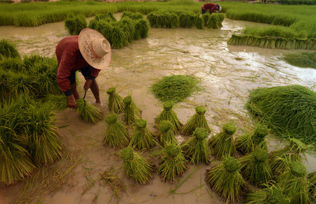 Rice fields and farming in the province Amnat Charoen north-west of Ubon Ratchathani in the northeast of Thailand in South East Asiaのeditorial素材