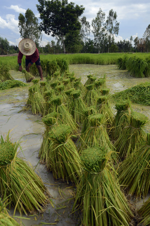 Rice fields and farming in the province Amnat Charoen north-west of Ubon Ratchathani in the northeast of Thailand in South East Asiaのeditorial素材