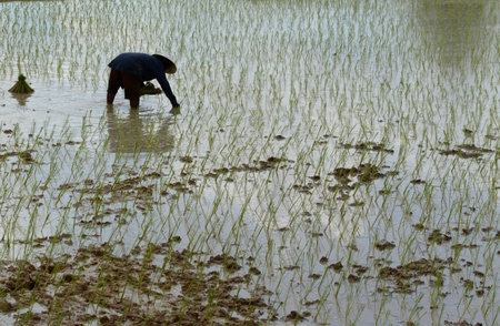 Rice fields and farming in the province Amnat Charoen north-west of Ubon Ratchathani in the northeast of Thailand in South East Asiaのeditorial素材