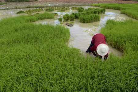 Rice fields and farming in the province Amnat Charoen north-west of Ubon Ratchathani in the northeast of Thailand in South East Asiaのeditorial素材