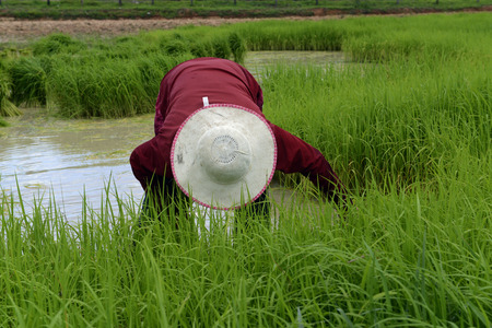 Rice fields and farming in the province Amnat Charoen north-west of Ubon Ratchathani in the northeast of Thailand in South East Asiaのeditorial素材