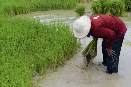 Rice fields and farming in the province Amnat Charoen north-west of Ubon Ratchathani in the northeast of Thailand in South East Asiaのeditorial素材