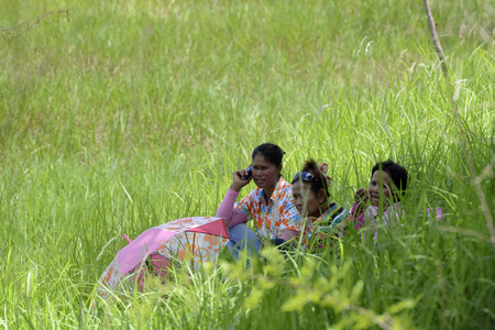 Women during a break in a rice field in the province of Amnat Charoen north-west of Ubon Ratchathani in the northeast of Thailand in South East Asiaのeditorial素材